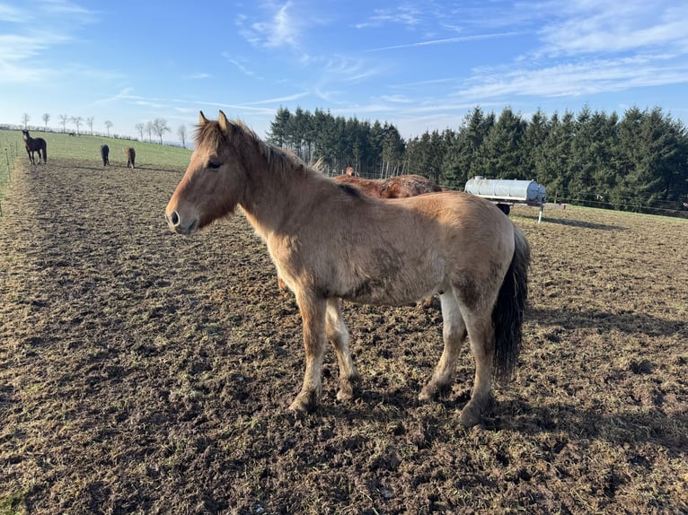 Caballo del fiordo noruego (Fjord) Semental 2 años 135 cm Bayo in Daleiden