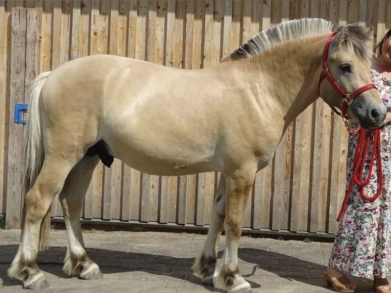 Caballo del fiordo noruego (Fjord) Semental 2 años 145 cm Bayo in Wittislingen