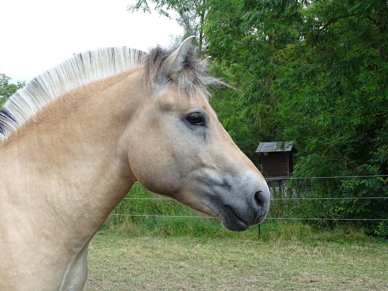 Caballo del fiordo noruego (Fjord) Semental 2 años 145 cm Bayo in Wittislingen