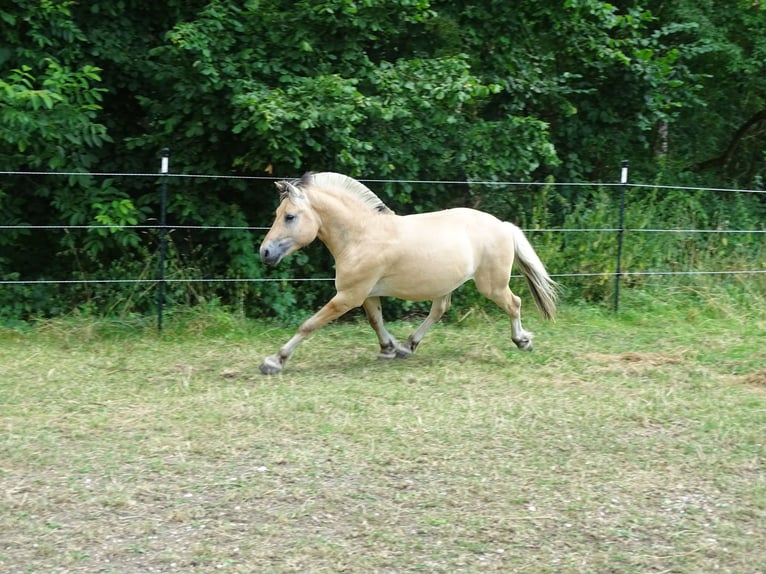 Caballo del fiordo noruego (Fjord) Semental 2 años 145 cm Bayo in Wittislingen