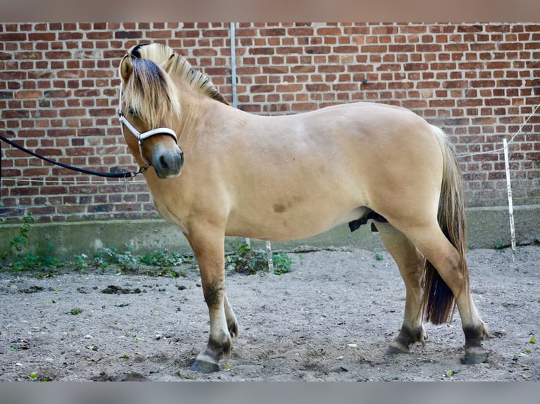 Caballo del fiordo noruego (Fjord) Semental 2 años 145 cm Bayo in Nortorf