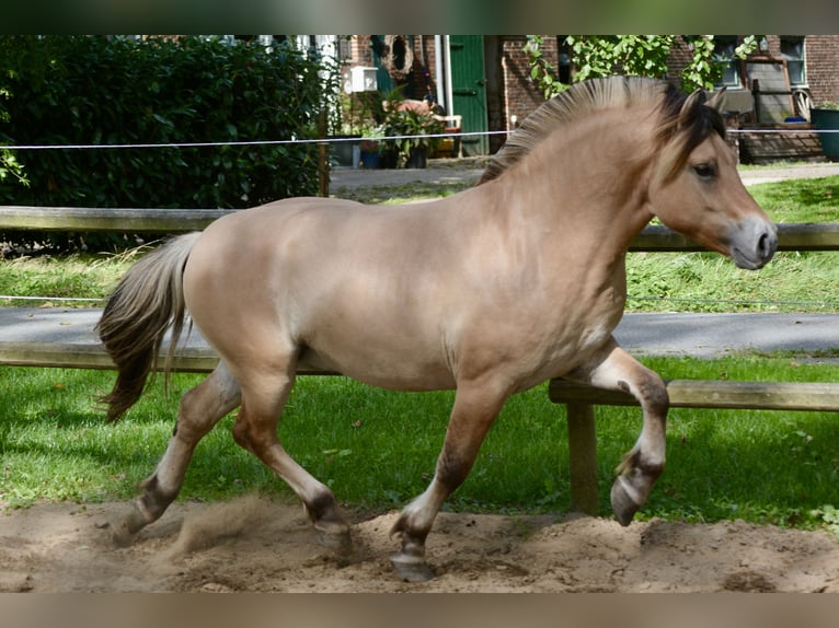 Caballo del fiordo noruego (Fjord) Semental 2 años 145 cm Bayo in Nortorf