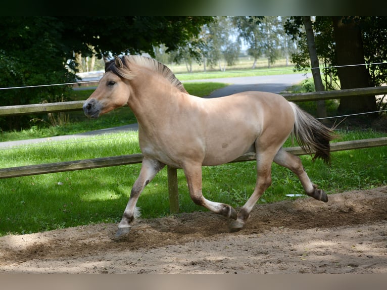 Caballo del fiordo noruego (Fjord) Semental 2 años 145 cm Bayo in Nortorf