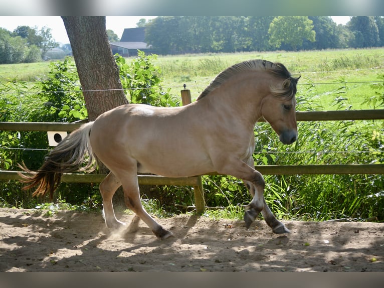 Caballo del fiordo noruego (Fjord) Semental 2 años 145 cm Bayo in Nortorf