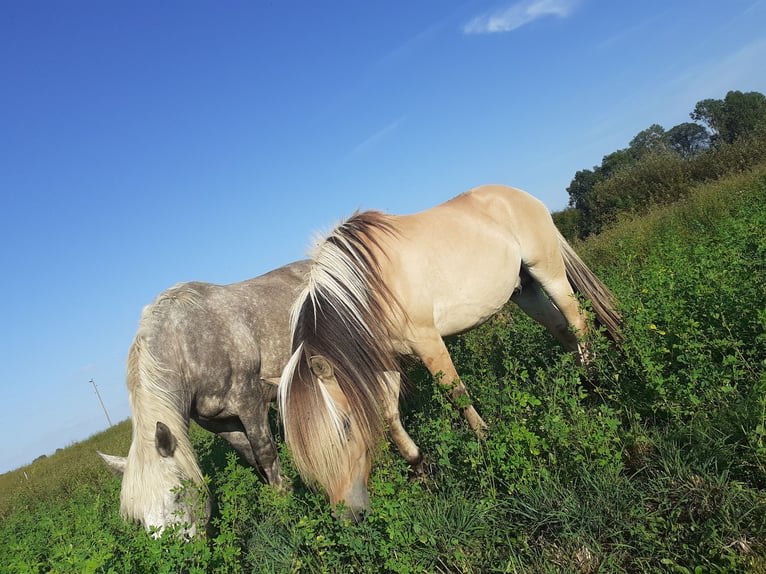 Caballo del fiordo noruego (Fjord) Semental Bayo in Gerswalde