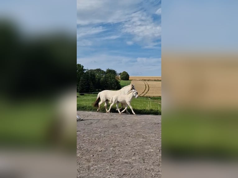 Caballo del fiordo noruego (Fjord) Semental Potro (05/2024) 148 cm Bayo in Stipshausen