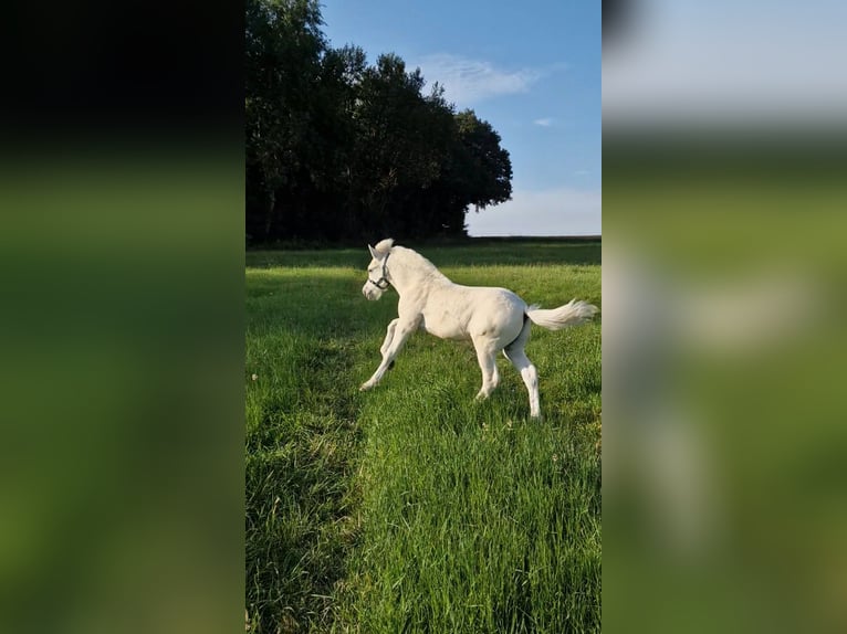 Caballo del fiordo noruego (Fjord) Semental Potro (05/2024) 148 cm Bayo in Stipshausen