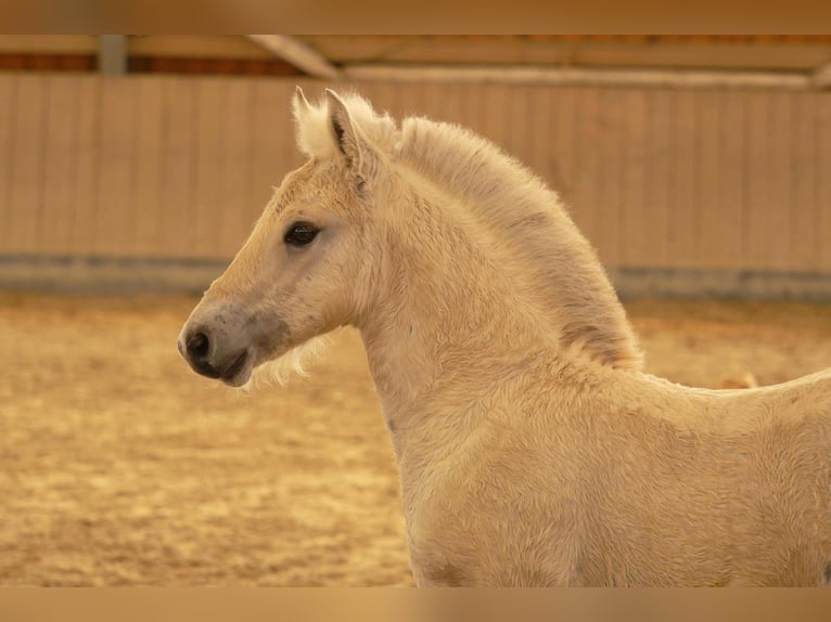 Caballo del fiordo noruego (Fjord) Semental Potro (05/2024) 148 cm Bayo in Erfurt