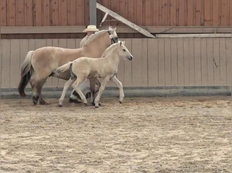 Caballo del fiordo noruego (Fjord) Semental Potro (05/2024) 148 cm Bayo in Erfurt