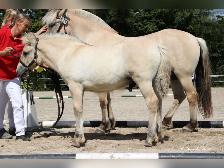 Caballo del fiordo noruego (Fjord) Semental Potro (06/2024) Bayo in Remscheid