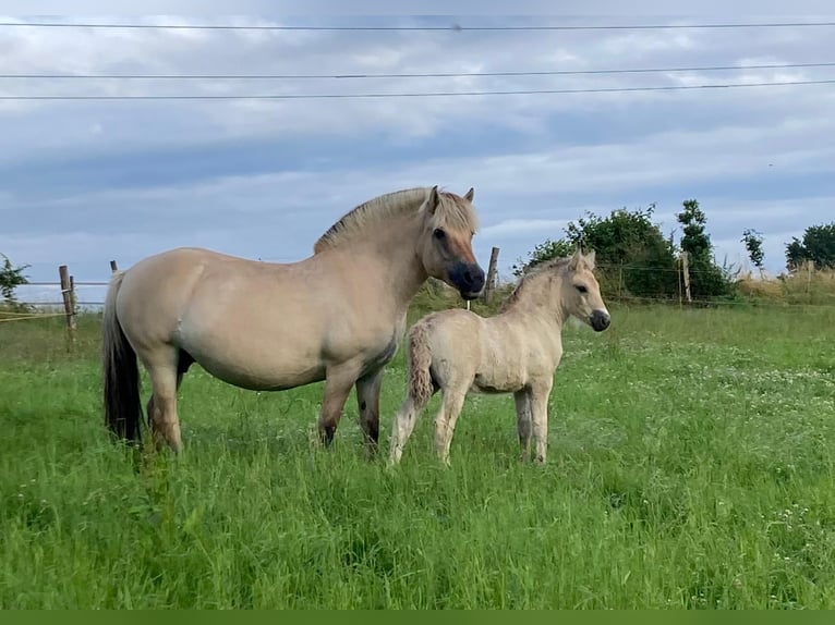 Caballo del fiordo noruego (Fjord) Semental Potro (06/2024) Bayo in Remscheid