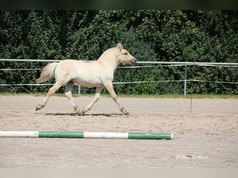 Caballo del fiordo noruego (Fjord) Semental Potro (06/2024) Bayo in Remscheid