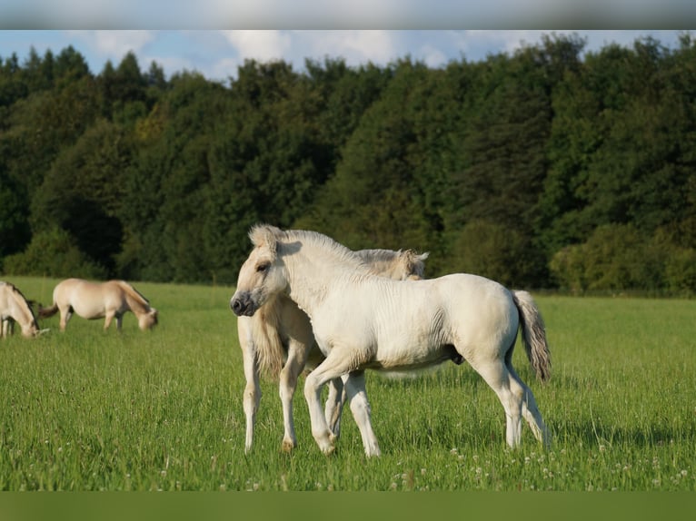 Caballo del fiordo noruego (Fjord) Semental Potro (06/2024) Bayo in Remscheid