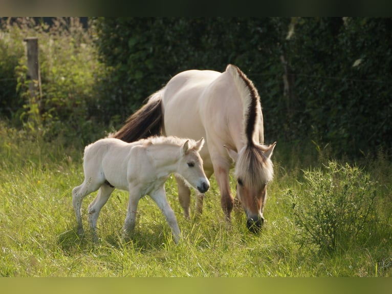 Caballo del fiordo noruego (Fjord) Semental Potro (06/2024) Bayo in Remscheid