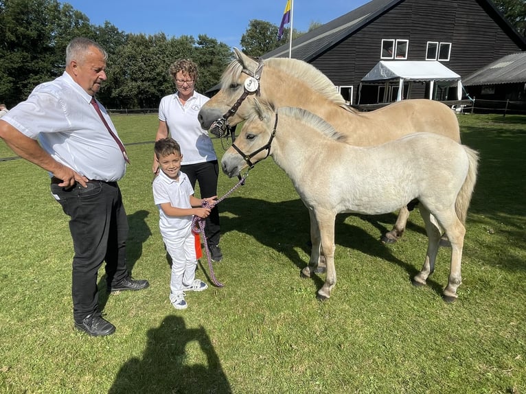 Caballo del fiordo noruego (Fjord) Semental Potro (05/2024) in Tiel