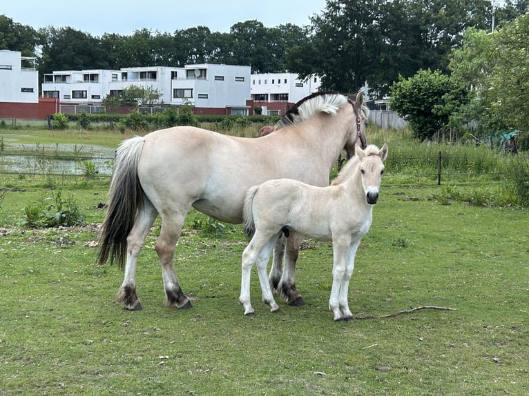 Caballo del fiordo noruego (Fjord) Semental Potro (05/2024) in Almelo