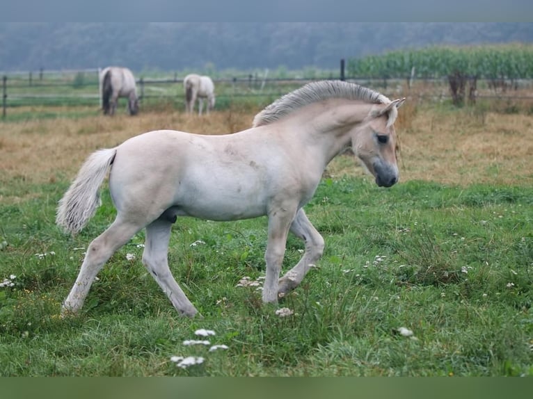 Caballo del fiordo noruego (Fjord) Semental Potro (05/2024) Castaño in Heelsum