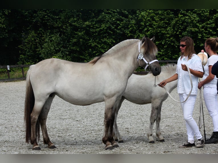 Caballo del fiordo noruego (Fjord) Semental Potro (06/2024) Grullo in Heelsum