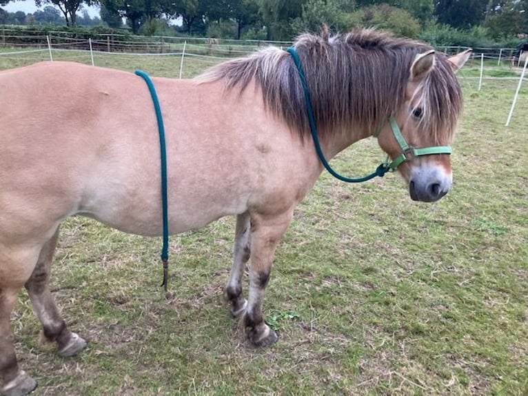 Caballo del fiordo noruego (Fjord) Yegua 10 años 136 cm Bayo in Viersen