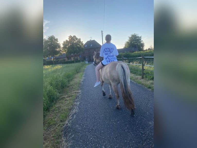 Caballo del fiordo noruego (Fjord) Yegua 10 años 136 cm Bayo in Viersen