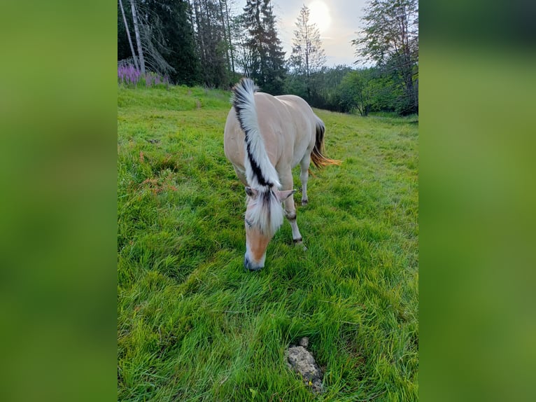 Caballo del fiordo noruego (Fjord) Yegua 10 años 145 cm Bayo in Dietzhölztal