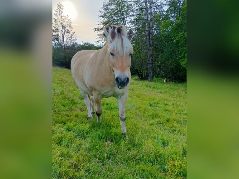 Caballo del fiordo noruego (Fjord) Yegua 10 años 145 cm Bayo in Dietzhölztal