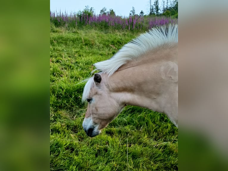 Caballo del fiordo noruego (Fjord) Yegua 10 años 145 cm Bayo in Dietzhölztal