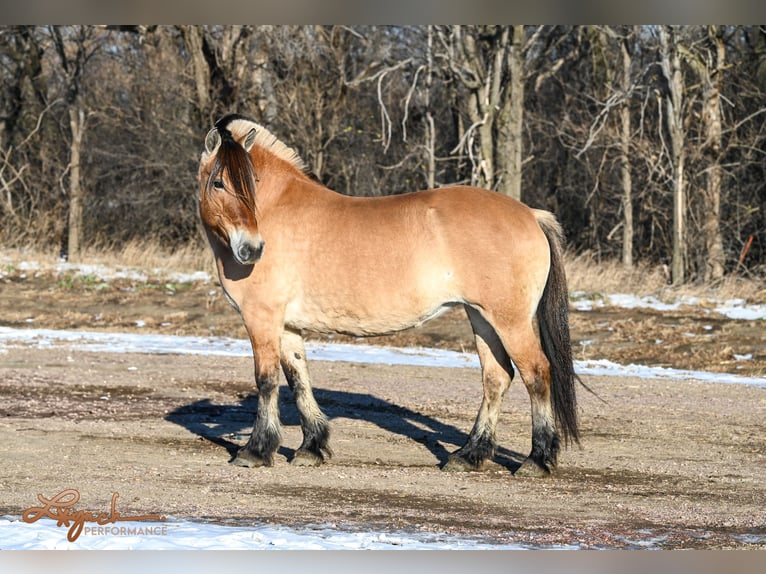 Caballo del fiordo noruego (Fjord) Yegua 10 años 155 cm Alazán rojizo in Canistota