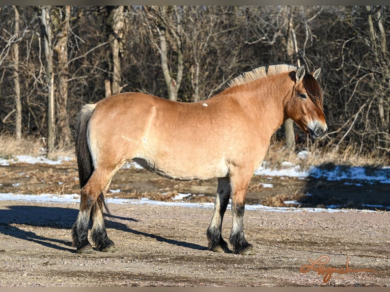 Caballo del fiordo noruego (Fjord) Yegua 10 años 155 cm Alazán rojizo in Canistota