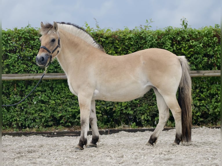 Caballo del fiordo noruego (Fjord) Yegua 11 años 135 cm Buckskin/Bayo in Neustadt (Wied)