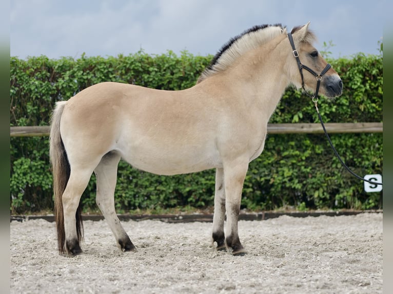 Caballo del fiordo noruego (Fjord) Yegua 11 años 135 cm Buckskin/Bayo in Neustadt (Wied)