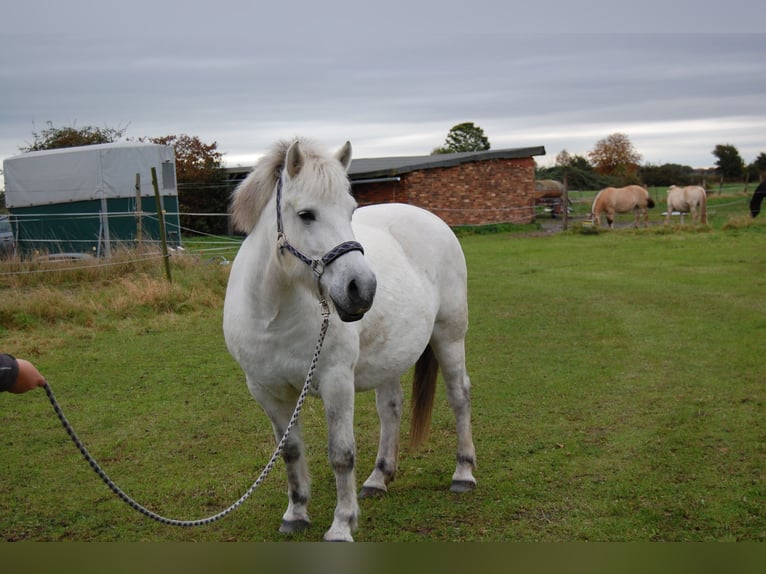 Caballo del fiordo noruego (Fjord) Mestizo Yegua 11 años 142 cm White/Blanco in Lehrte