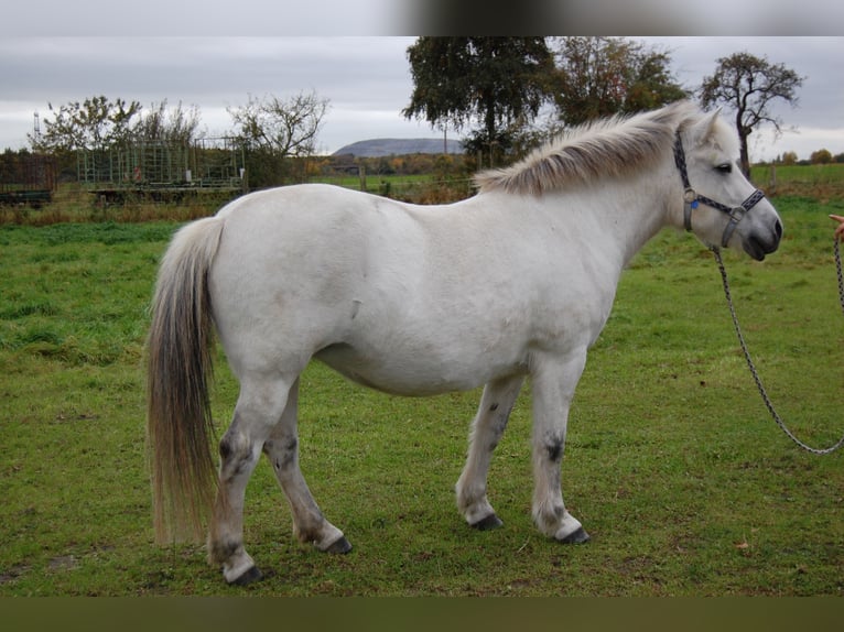 Caballo del fiordo noruego (Fjord) Mestizo Yegua 11 años 142 cm White/Blanco in Lehrte