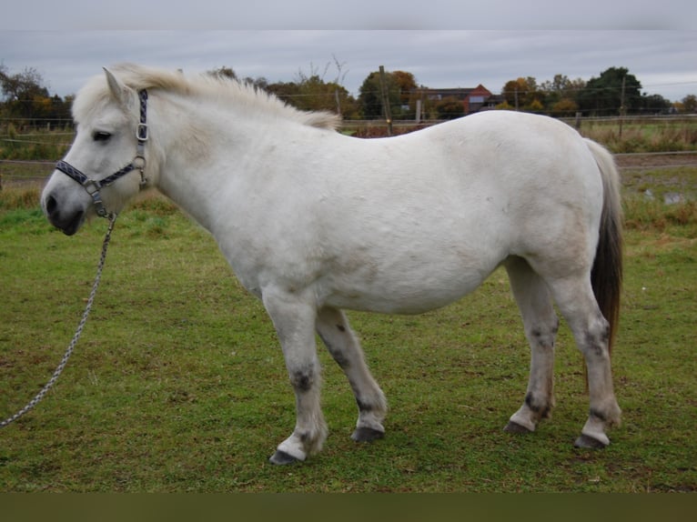 Caballo del fiordo noruego (Fjord) Mestizo Yegua 11 años 142 cm White/Blanco in Lehrte