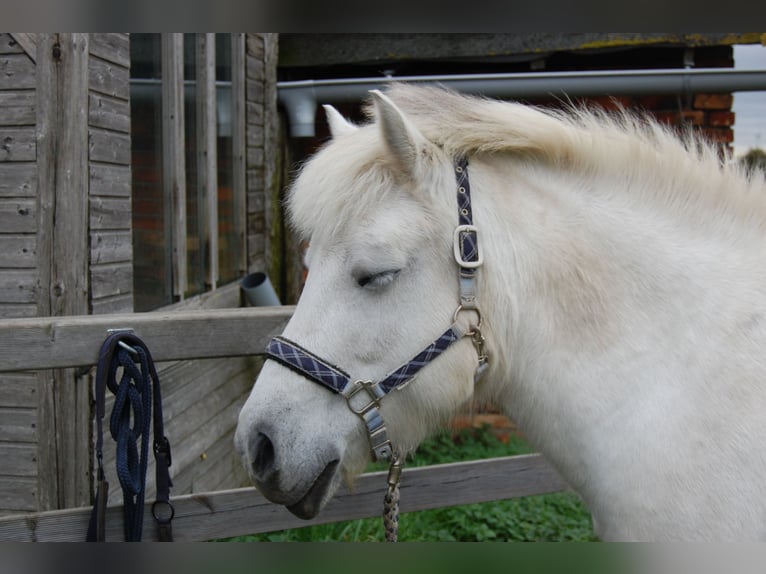 Caballo del fiordo noruego (Fjord) Mestizo Yegua 11 años 142 cm White/Blanco in Lehrte