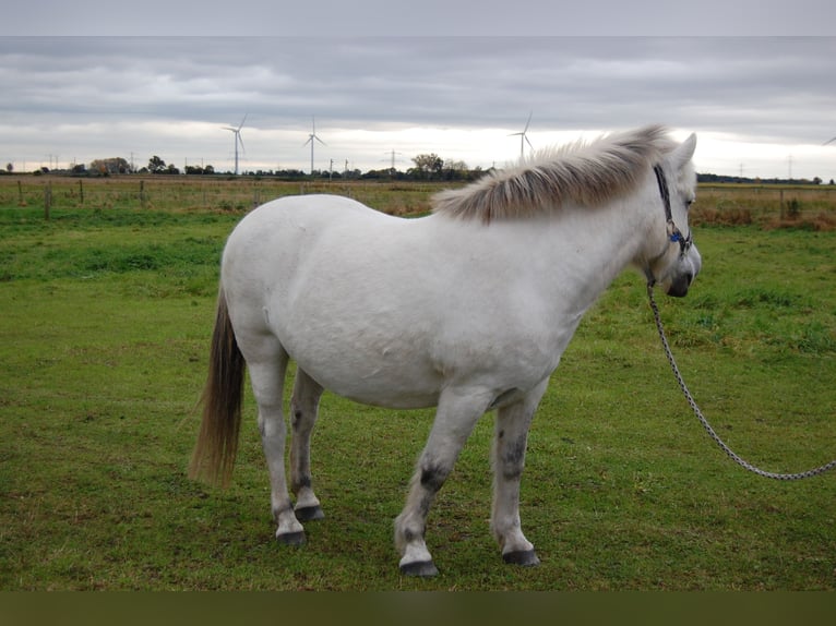 Caballo del fiordo noruego (Fjord) Mestizo Yegua 11 años 142 cm White/Blanco in Lehrte