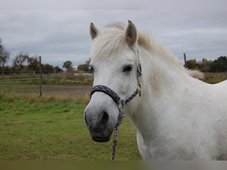 Caballo del fiordo noruego (Fjord) Mestizo Yegua 11 años 142 cm White/Blanco in Lehrte