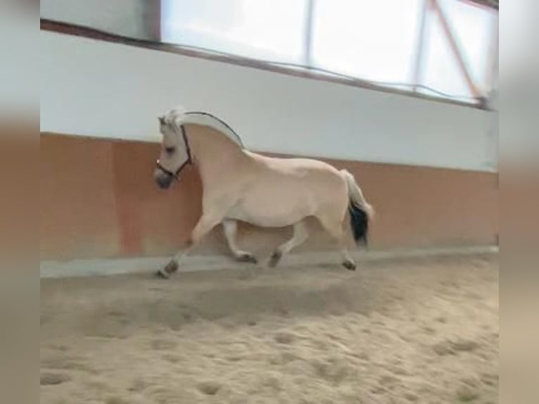 Caballo del fiordo noruego (Fjord) Yegua 11 años 146 cm Bayo in Homberg/Westerwald