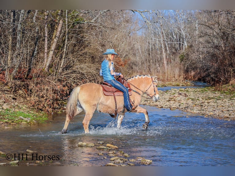 Caballo del fiordo noruego (Fjord) Yegua 12 años 147 cm Buckskin/Bayo in Flemingsburg Ky