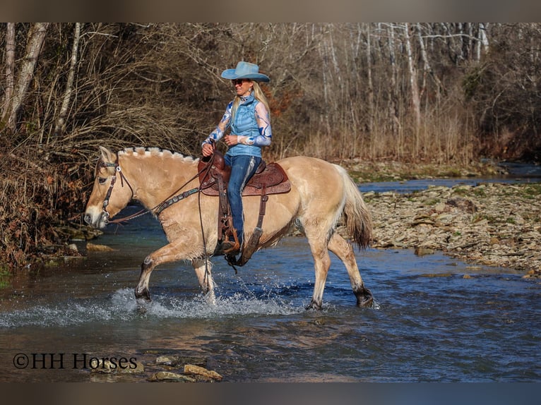 Caballo del fiordo noruego (Fjord) Yegua 12 años 147 cm Buckskin/Bayo in Flemingsburg Ky