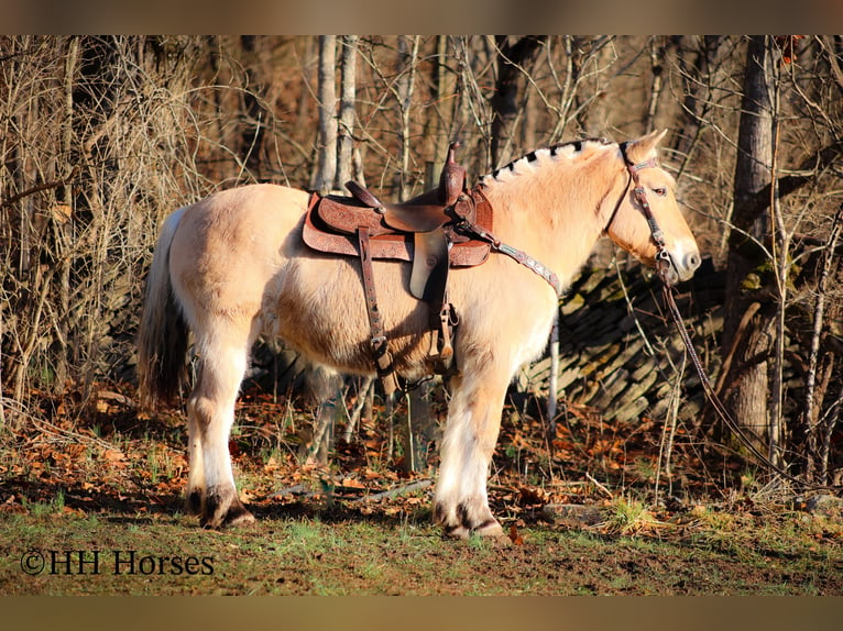 Caballo del fiordo noruego (Fjord) Yegua 12 años 147 cm Buckskin/Bayo in Flemingsburg Ky