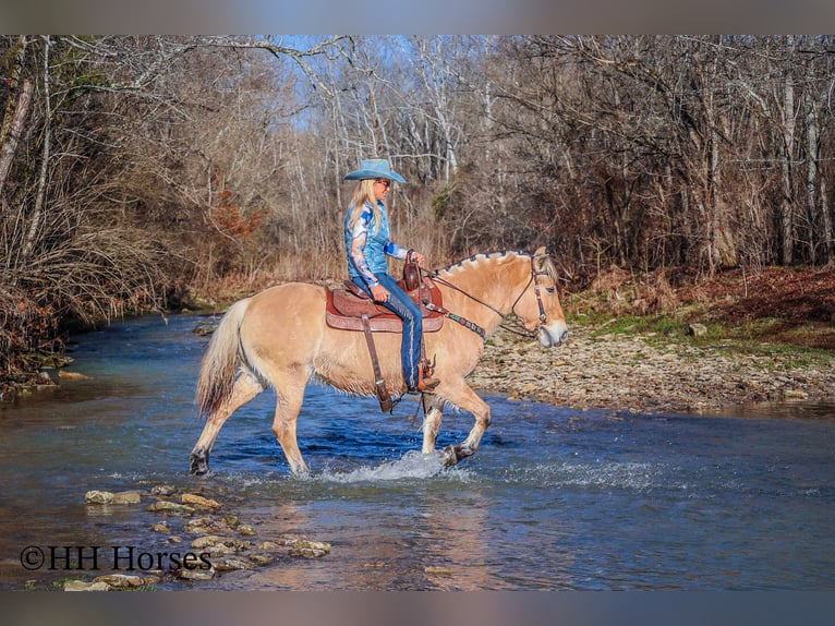 Caballo del fiordo noruego (Fjord) Yegua 12 años 147 cm Buckskin/Bayo in Flemingsburg Ky