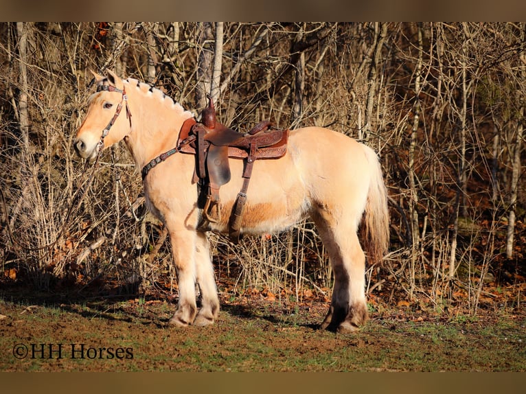 Caballo del fiordo noruego (Fjord) Yegua 12 años 147 cm Buckskin/Bayo in Flemingsburg Ky