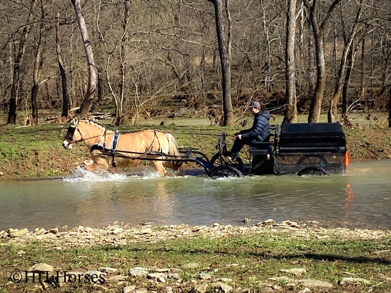 Caballo del fiordo noruego (Fjord) Yegua 12 años 147 cm Buckskin/Bayo in Flemingsburg Ky