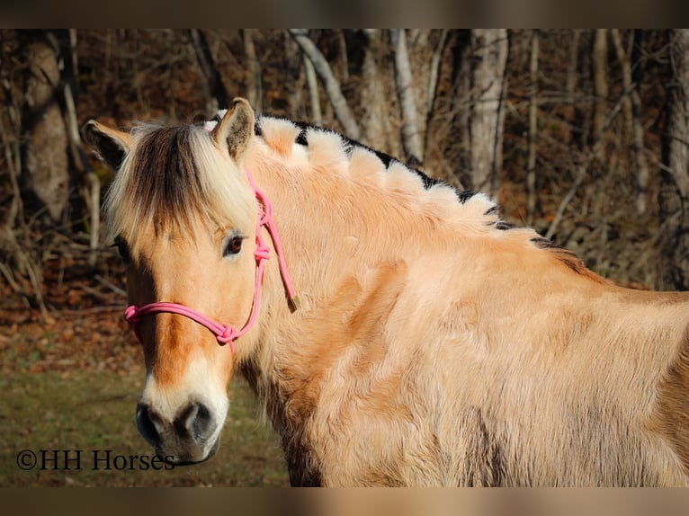 Caballo del fiordo noruego (Fjord) Yegua 12 años 147 cm Buckskin/Bayo in Flemingsburg Ky