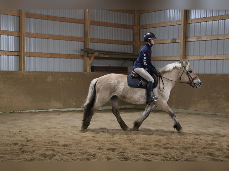 Caballo del fiordo noruego (Fjord) Yegua 14 años 142 cm Buckskin/Bayo in Howell MI