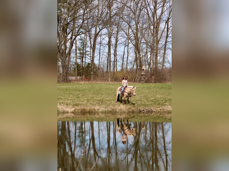 Caballo del fiordo noruego (Fjord) Yegua 14 años 142 cm Buckskin/Bayo in Howell MI