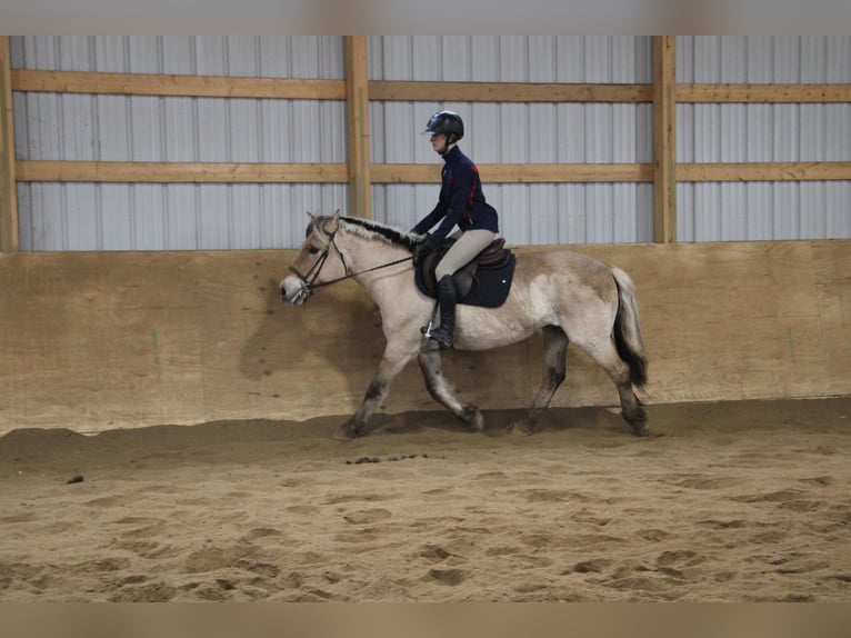 Caballo del fiordo noruego (Fjord) Yegua 14 años 142 cm Buckskin/Bayo in Howell MI