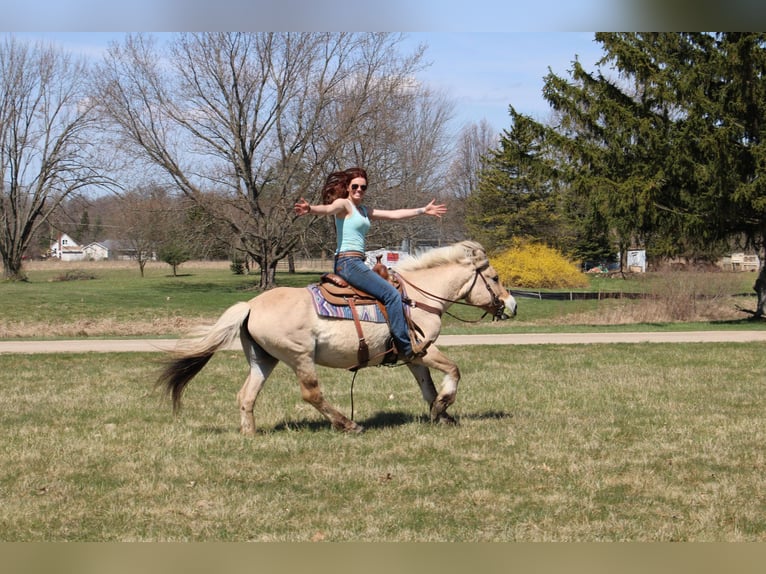 Caballo del fiordo noruego (Fjord) Yegua 14 años 142 cm Buckskin/Bayo in Howell MI