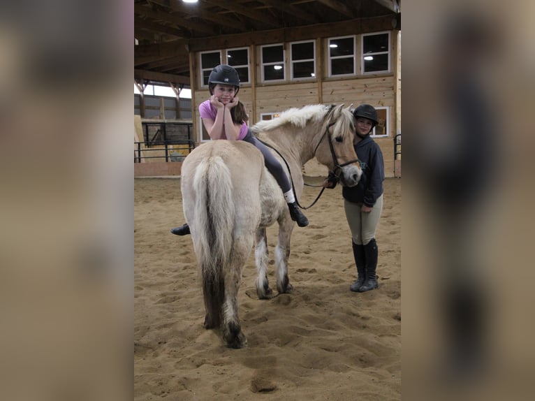 Caballo del fiordo noruego (Fjord) Yegua 14 años 142 cm Buckskin/Bayo in Howell MI